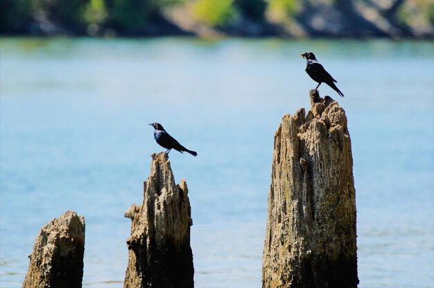 Bird perching on wooden post in sea