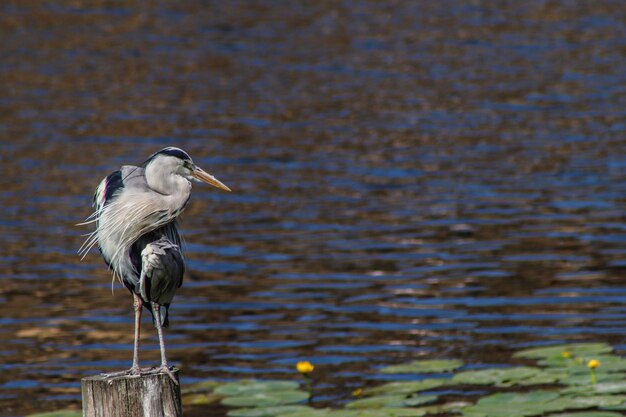 Photo bird perching on wooden post