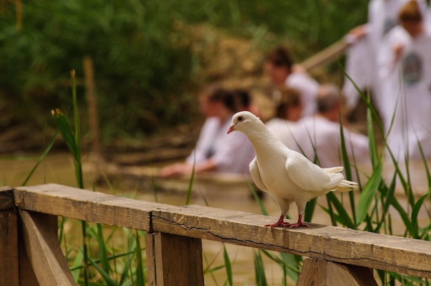 木の柱に座っている鳥