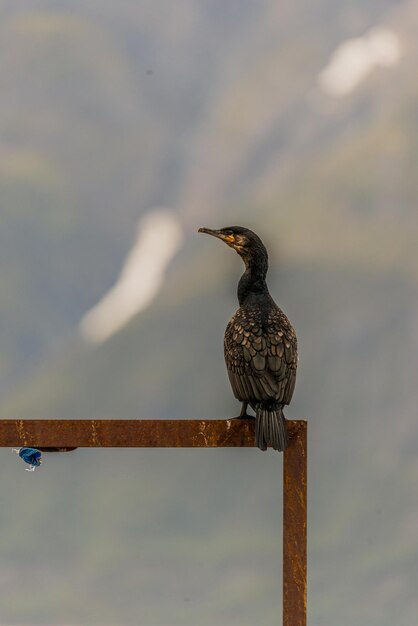 Bird perching on wooden post