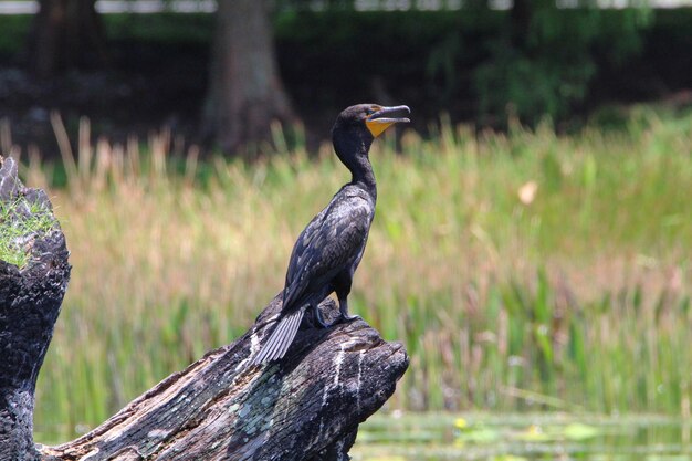 Photo bird perching on wooden post