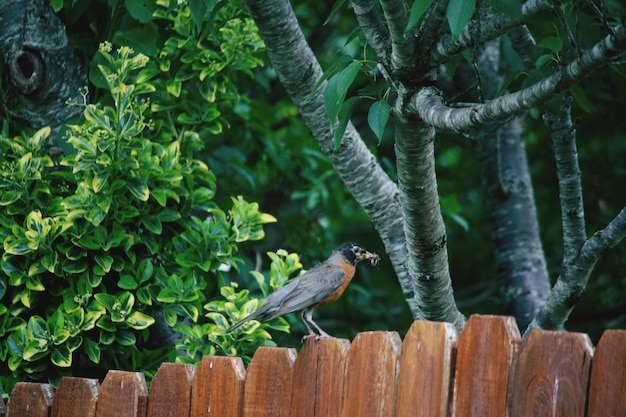 Bird perching on wooden post