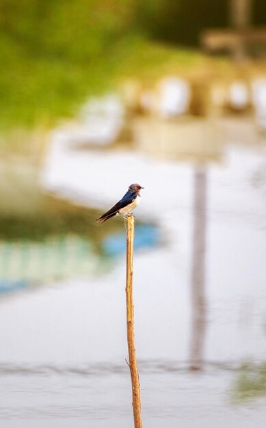 Photo bird perching on wooden post