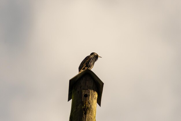 Photo bird perching on wooden post