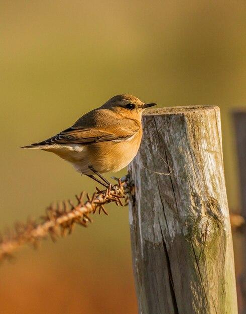 Photo bird perching on wooden post