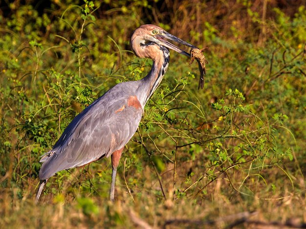 Bird Photography Bird Picture Most Beautiful Bird Photography Nature Photograph