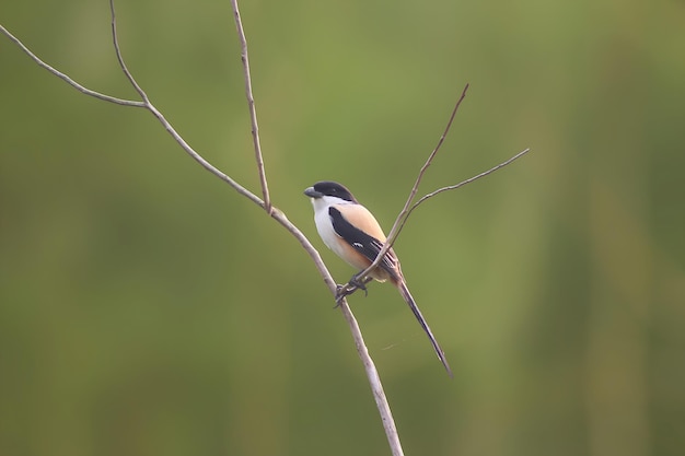 Foto fotografia di uccelli fotografia di uccelli la più bella fotografia di uccelli fotografia della natura