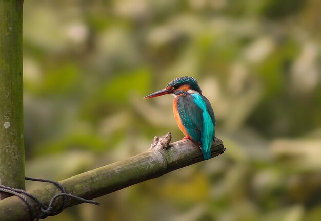 Bird Photography Bird Picture Most Beautiful Bird Photography Nature Photography