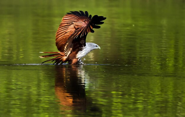 鳥の写真 鳥の写真 最も美しい鳥の写真 自然写真