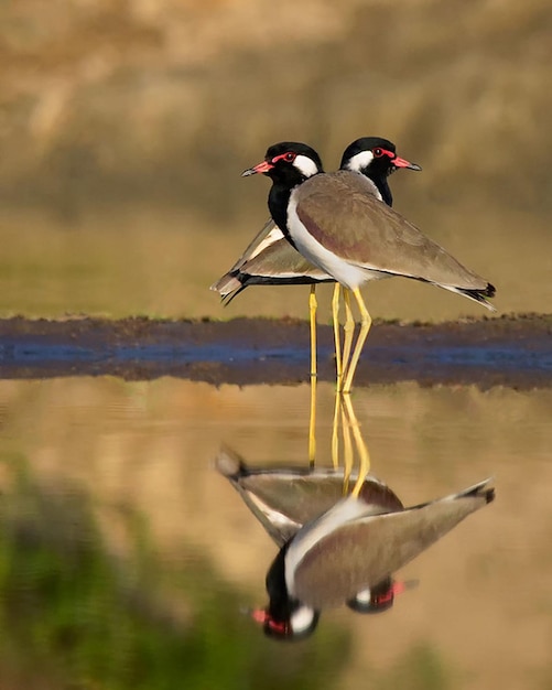 鳥写真 鳥写真 最も美しい鳥写真 自然写真