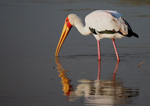 Bird Photography Bird Picture Most Beautiful Bird Photography Nature Photography