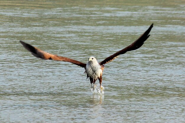 Bird Photography Bird Picture Most Beautiful Bird Photography Nature Photography