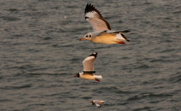 Bird Photography Bird Picture Most Beautiful Bird Photography Nature Photography