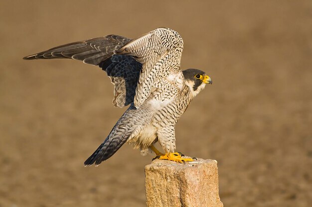 鳥写真 鳥写真 最も美しい鳥写真 自然写真