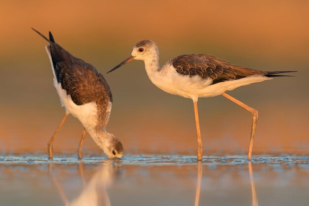 鳥写真 鳥写真 最も美しい鳥写真 自然写真