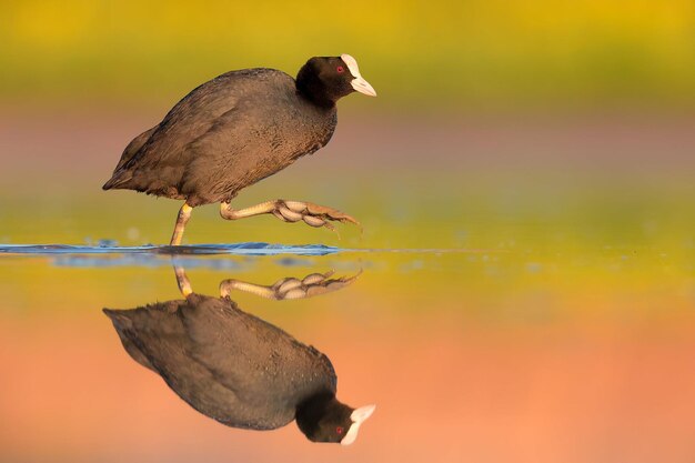 鳥写真 鳥写真 最も美しい鳥写真 自然写真