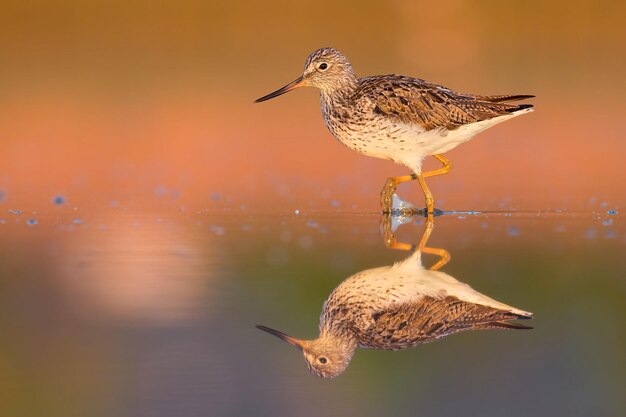 鳥写真 鳥写真 最も美しい鳥写真 自然写真