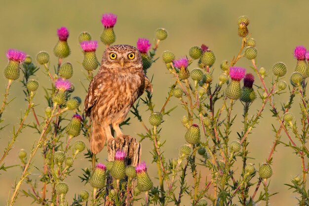 Foto fotografia di uccelli fotografia di uccelli la più bella fotografia di uccelli fotografia della natura