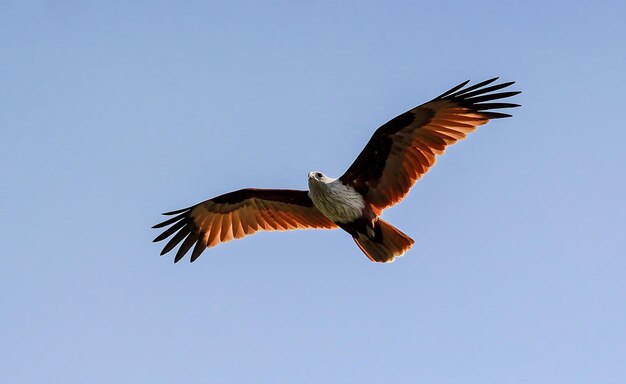 鳥の写真 鳥の写真 最も美しい鳥の写真 自然写真