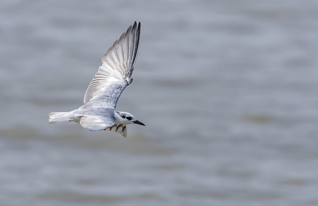 Bird Photography Bird Picture Most Beautiful Bird Photography Nature Photography