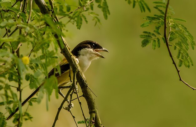 Bird Photography Bird Picture Most Beautiful Bird Photography Nature Photography