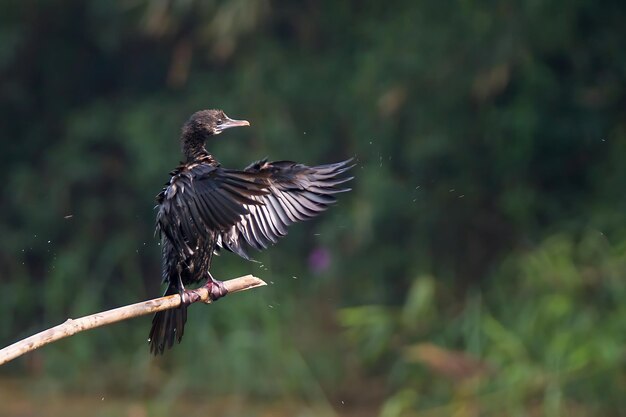 鳥写真 鳥写真 最も美しい鳥写真 自然写真