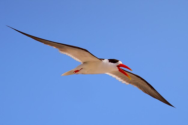 Bird PhotographyBird PicturesMost Beautiful Bird Photography Nature Photography