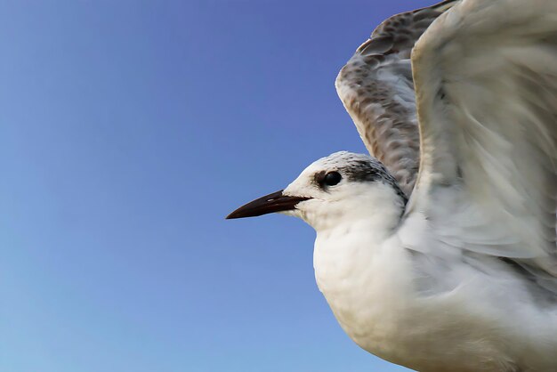 Foto fotografia degli uccellipicture di uccellimost beautiful bird photography fotografia della natura