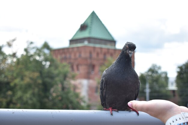 Foto piccione uccello sullo sfondo dell'edificio