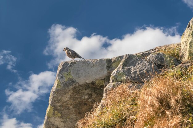 Bird Pipit on a mountaintop in the background of the cloudy sky