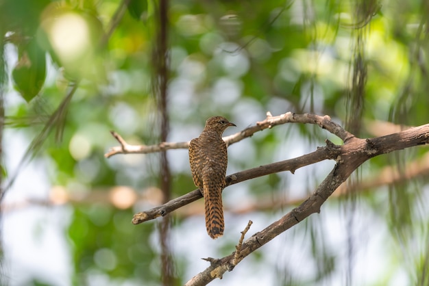 Bird (Plaintive Cuckoo) in een wilde natuur