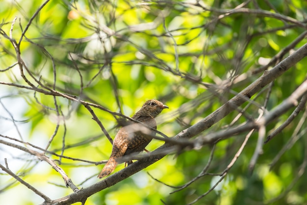 Bird (Plaintive Cuckoo) in a nature wild