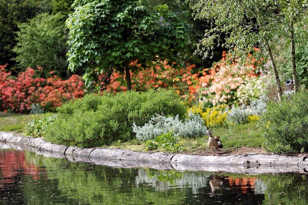 Photo bird and plants by pond in garden