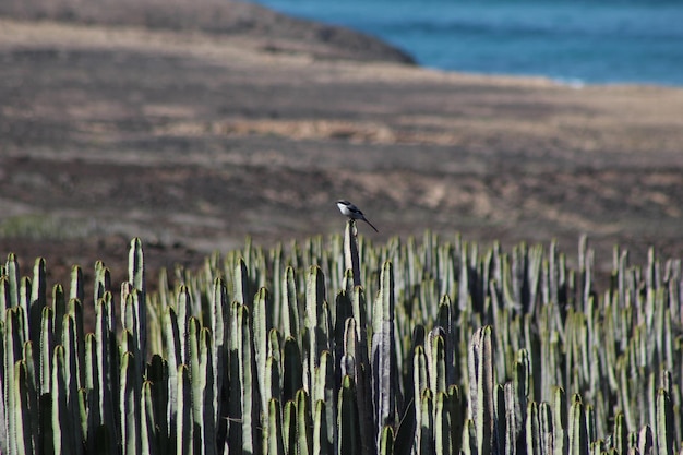 Bird on plants