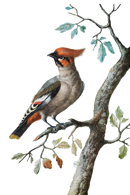 bird png sticker animal illustration remixed from the artworks by george edwards