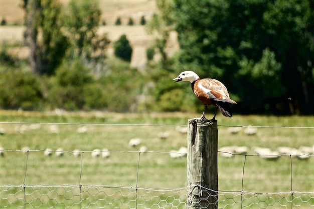 Bird on pole against blurred landscape