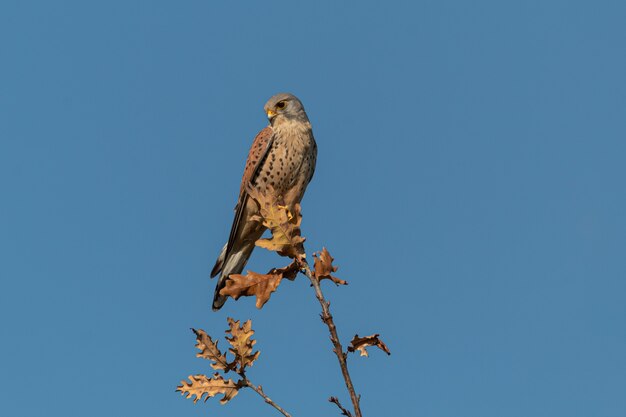 bird of prey on branch during the day