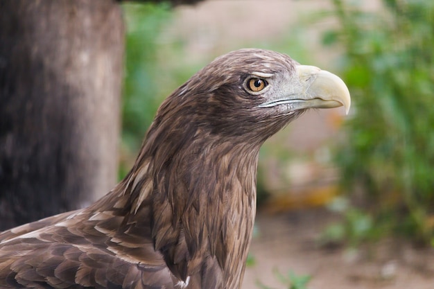 Bird of prey eagle closeup