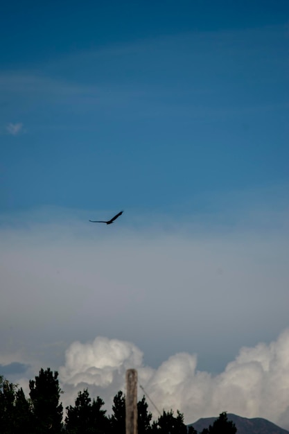 Bird of prey flying on a cloudy sky