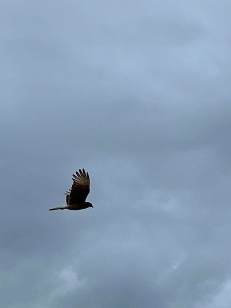 bird of prey flying in the sky