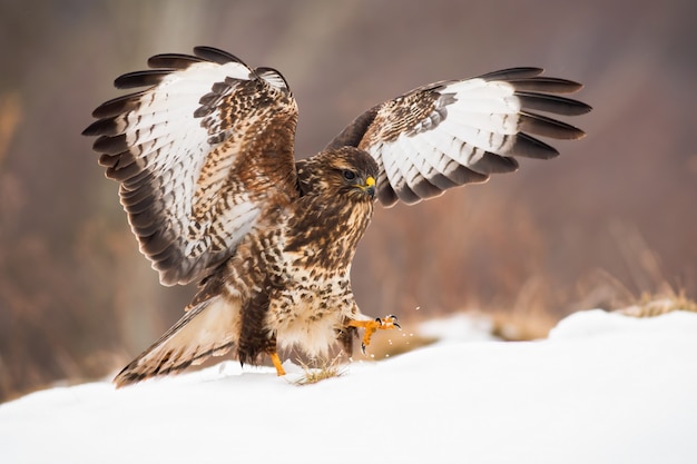 Foto atterraggio della rapace sul prato innevato con le ali spalancate nell'orario invernale