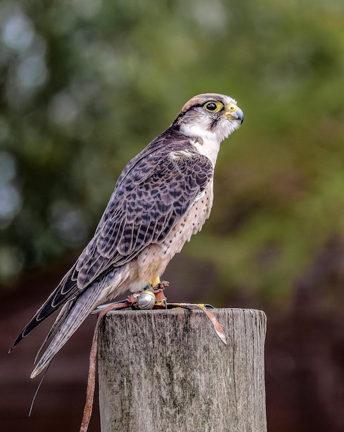 木の柱に座っている捕食鳥