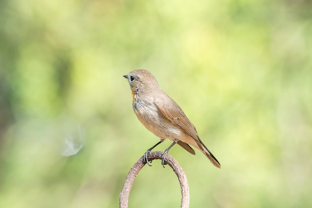 Bird (Red-throated Flycatcher, Taiga Flycatcher, Ficedula albicilla, Ficedula parva)