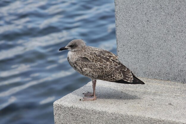 写真 鳥はリラックスする