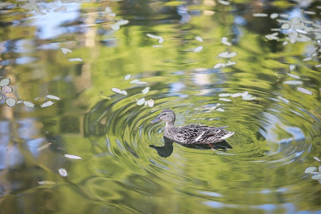 A bird relaxes in a pond on a lake on a Sunny day. Water lilies are swaying in the background.