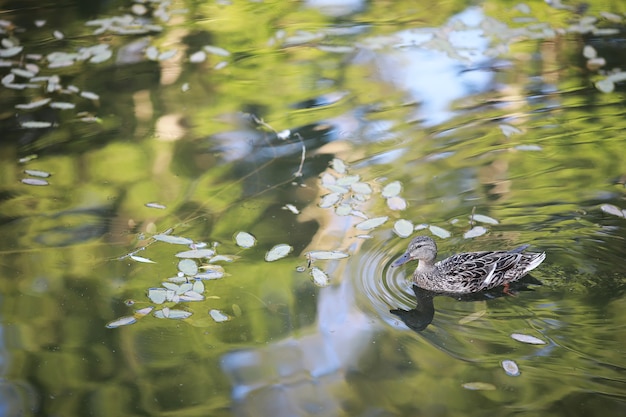 A bird relaxes in a pond on a lake on a Sunny day. Water lilies are swaying in the background.