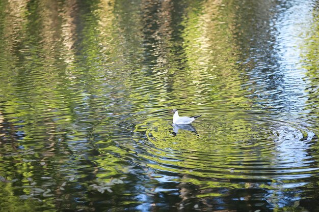 A bird relaxes in a pond on a lake on a Sunny day. Water lilies are swaying in the background.