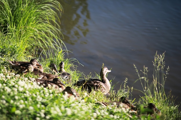 A bird relaxes in a pond on a lake on a Sunny day. Water lilies are swaying in the background.