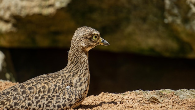 Bird resting from its predators