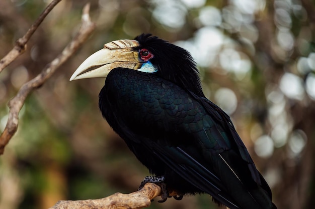 Bird rhinoceros sits on a branch Bali Indonesia